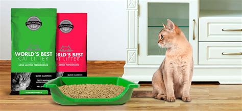 9 Best Cat Litters for Kittens (2024) – Reviews & Top Picks.